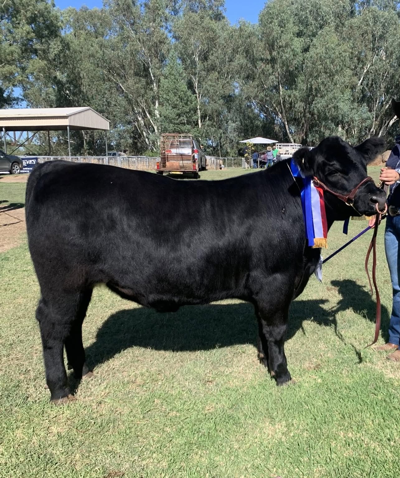 Angus and Black Simmental Cattle 1