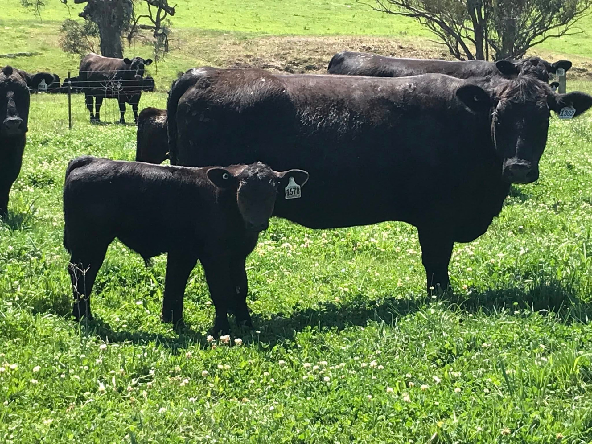 Angus and Black Simmental Cattle 2