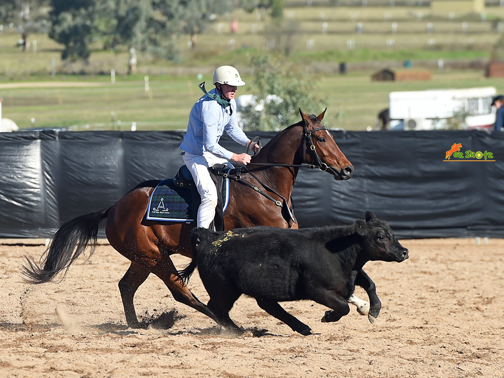 Heritage Stock Horses 1